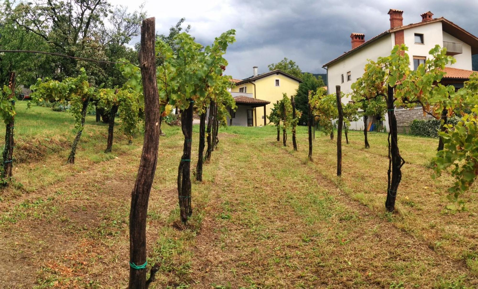 Small House In Vipava Valley المظهر الخارجي الصورة